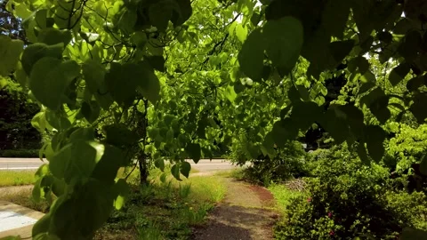 Walking Through Some Beautiful Leaves Stock Footage 154726281