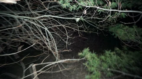 Walking through spooky forest with branches in the way Video stock 33419574