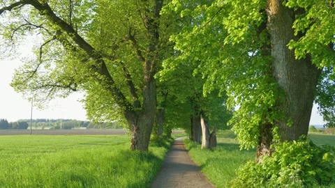 Walking Through Spring Fields in Bavaria on a Tree-Lined Avenue, Surrounded b Stock Footage 309037945