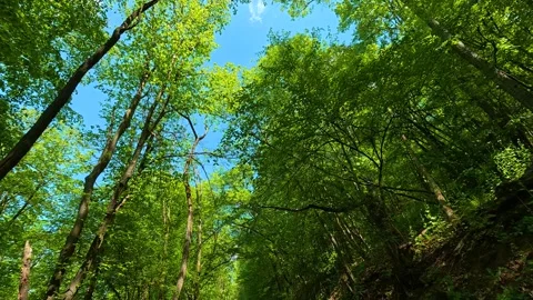 Walking Through Spring Fores. Balkan Nature Vídeos de archivo 333350237