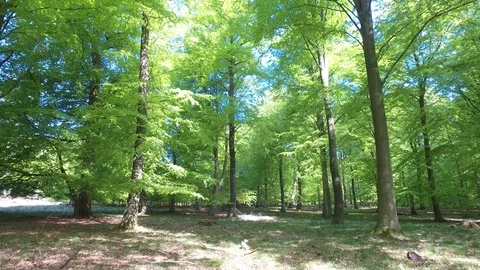 Walking through spring forest Stock Footage 77027531