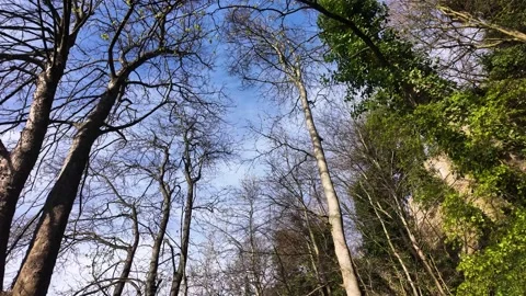 Walking through spring forest trees with emerging leaves Stock Footage 333585361