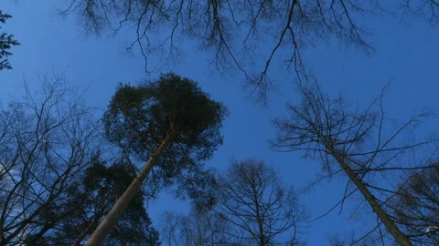 Walking through the spring forest - view of the tops of deciduous trees. POV Stock-Footage 99986095