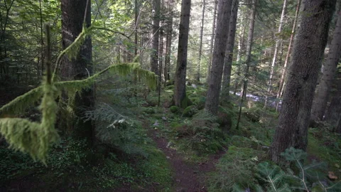 Walking through spruce tree forest, moss covered stones Stock Footage 158970330