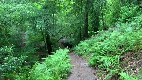 Walking through Styal Woods (pov) Stock Footage 136586700