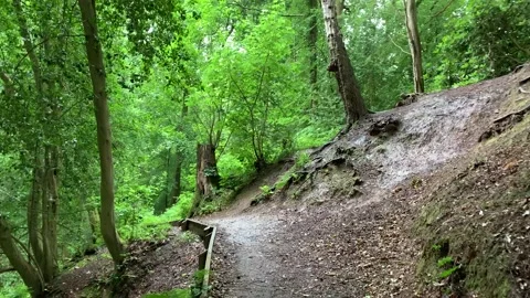 Walking through Styal Woods (pov) Stock Footage 136586704
