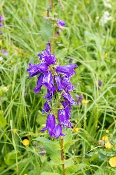 Walking through the subalpine meadows in the highlands during the flowering o Stock Photos