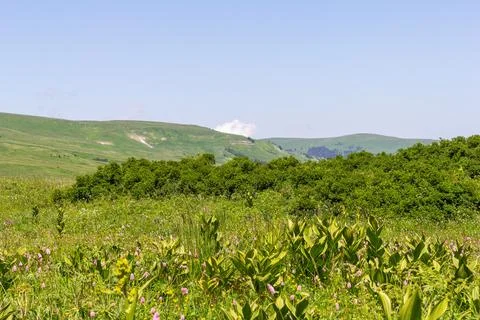 Walking through the subalpine meadows in the highlands during the flowering o Stock Photos