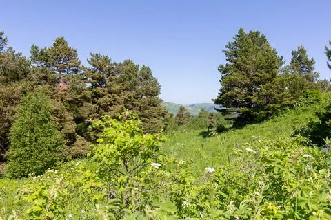 Walking through the subalpine meadows in the highlands during the flowering o Stock Photos