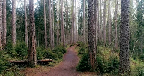 Walking through the summer coniferous forest, between the tall trunks of old fir Stock Footage 136643487