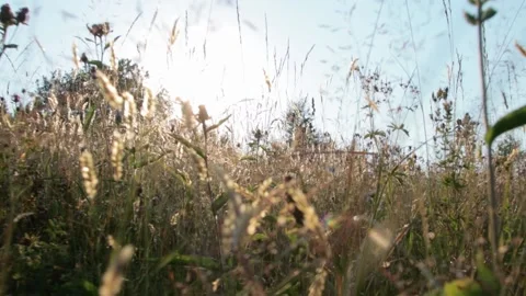 Walking through summer field 库存影片 141118297