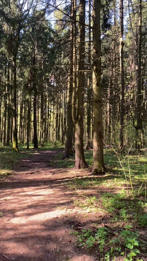 Walking Through Summer Forest Stock Footage 241082196