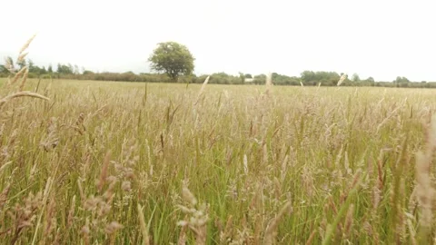 Walking through the summer grass in a countryside enjoying the freshness Stock Footage 137736965