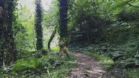 Walking through a summer green forest. Stock-Footage 301693309