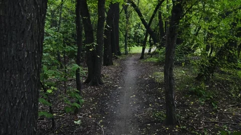 Walking through a summer green forest. 動画素材 301694765