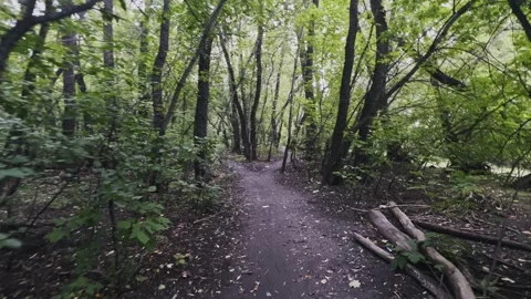 Walking through a summer green forest. Slow motion video. Video stock 301695274