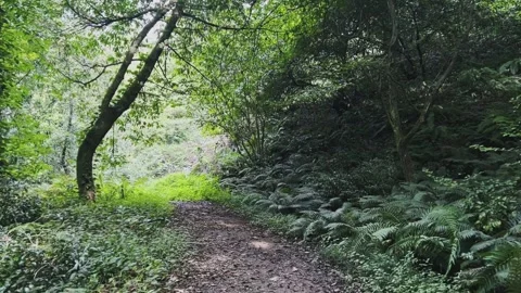 Walking through a summer green forest. Slow motion video. Vídeo Stock 303359765