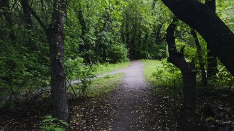 Walking through a summer green forest. Slow motion video. Stock-Footage 303359875