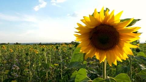 Walking through a sunflower field 스톡 동영상 135167180