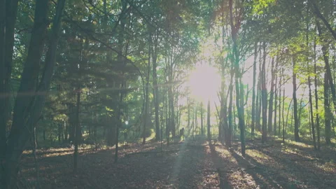 Walking through a sunlit forest, sun flaring through the trees Video stock 346256144