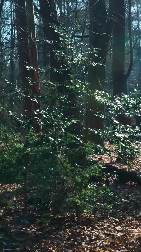 Walking through a sunlit forest trail in autumn Stock Footage 334422098