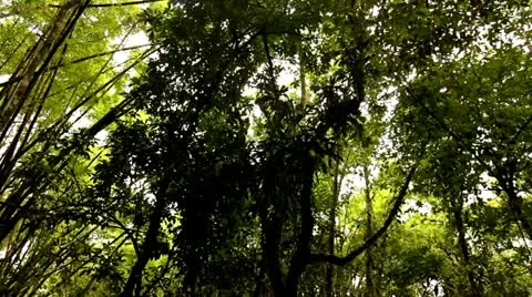 Walking Through Sunny Bamboo Forest, Tijuca Brazil HD Video Stock Footage 22148641