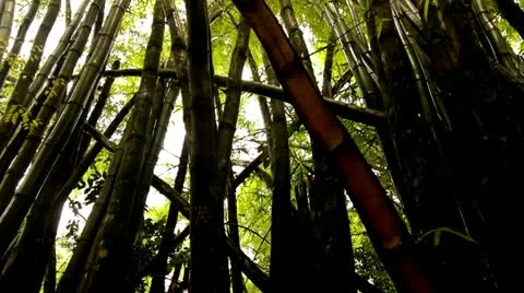 Walking Through Sunny Bamboo Forest, Tijuca Brazil HD Video Stock Footage 22148668