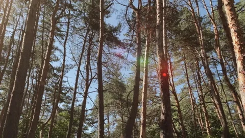 Walking through the sunny forest Video stock 147413752