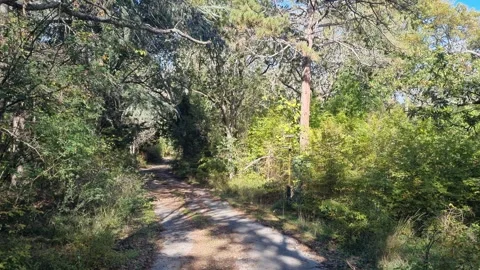 Walking through sunny forest path surrounded by lush green trees Stock Footage 321199037