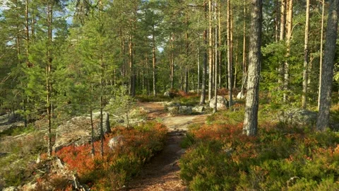 Walking through sunset forest in Repovesi national park, Finland. Camera moves Video stock 224747377