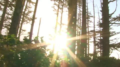 Walking Through Sunshine Forest Stock-Footage 12732682