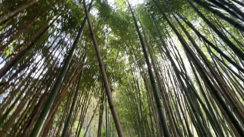 Walking through tall bamboo trees Stock Footage 273286459