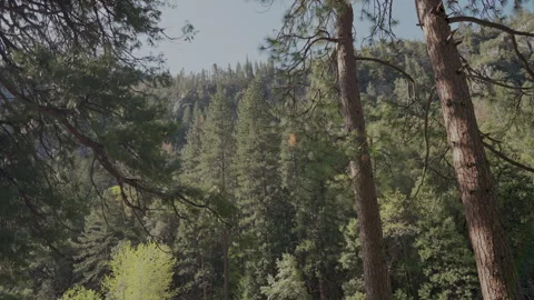 Walking through tall conifer forest in Yosemite Valley Stock-Footage 347987947