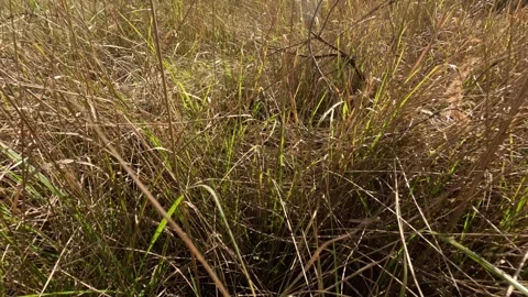 Walking Through Tall Dry Grass in the Sunlight, Low Dog-Level View. Stock Footage 319495675