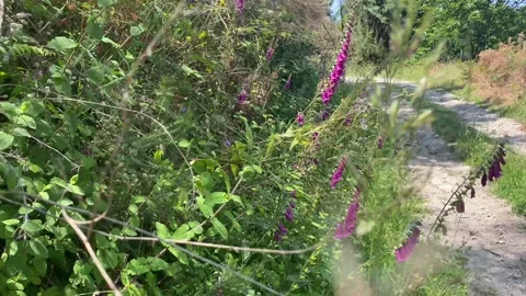 Walking through tall grass and bellflowers along meadow path Stock Footage 310932011