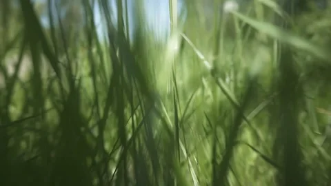 Walking Through Tall Grass 動画素材 109657851