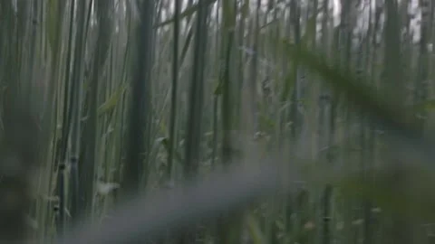 Walking through tall grass Video stock 202067728