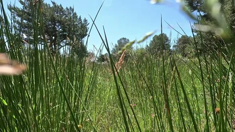 Walking through tall grass Stock Footage 278924197