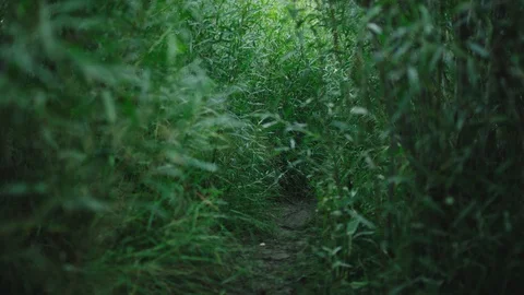 Walking through tall grass handheld Stock Footage 127460829