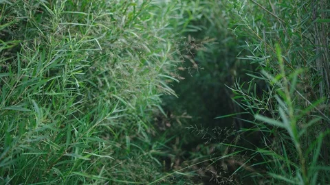 Walking through tall grass handheld Stock Footage 127460835