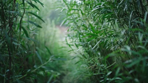 Walking through tall grass handheld Stock Footage 127460891
