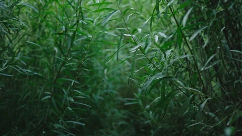 Walking through tall grass handheld Stock Footage 127460932