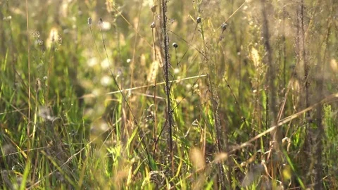 Walking through tall meadow grass Video stock 96455609