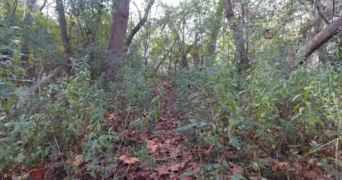 Walking Through Tall Shurbs In Forest First Person Pov View With Plastic Bag Stock Footage 88964894