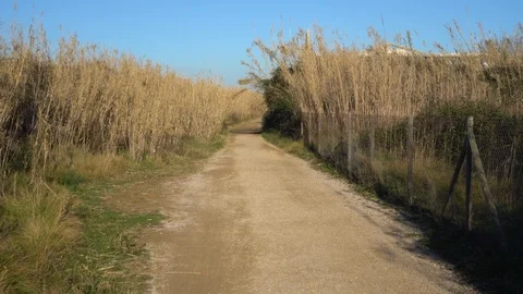 Walking through tall thickets of grass on a sunny day Vídeos de archivo 124558478