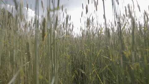 Walking through the tall wheat in the field Stock Footage 202067767