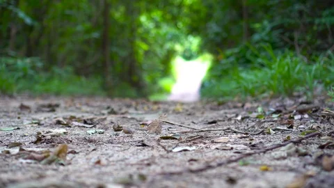 Walking through a tangle in tropical rainforest Stock Footage 98966683