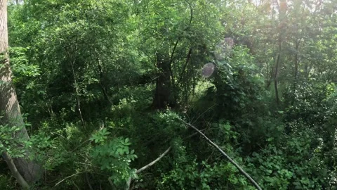 Walking through thick green forest with POV camera showing movement, teleph.. Stock Footage 313873751