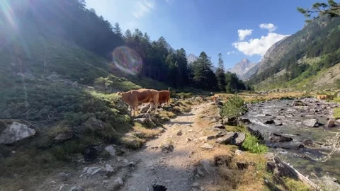 Walking through the trail full of mountain cows In the French Pyrenees near Lake 動画素材 341429979