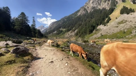 Walking through the trail full of mountain cows In the French Pyrenees near Lake Stock Footage 341430062